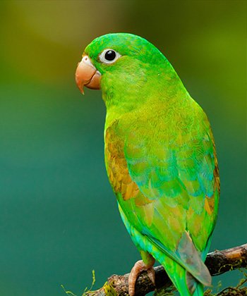 birds-attractions