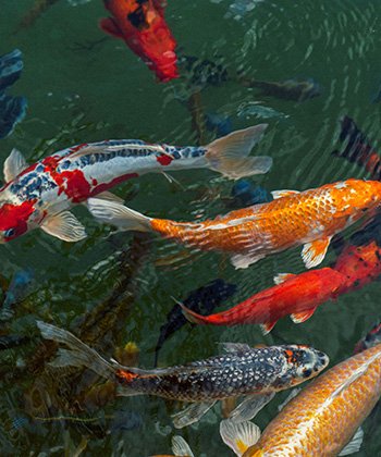colour-fish-attractions