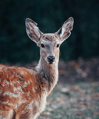 deer-attractions