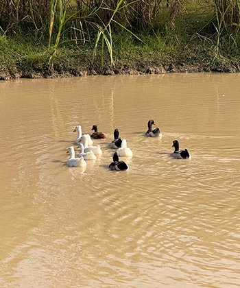 duck-pond-attractions