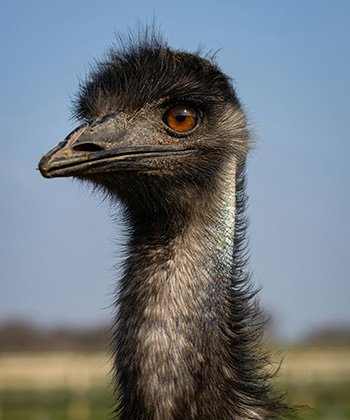 emu-bird-and-egg-attractions