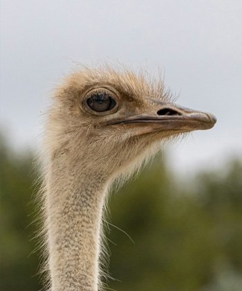 ostrich-bird-and-egg-attractions